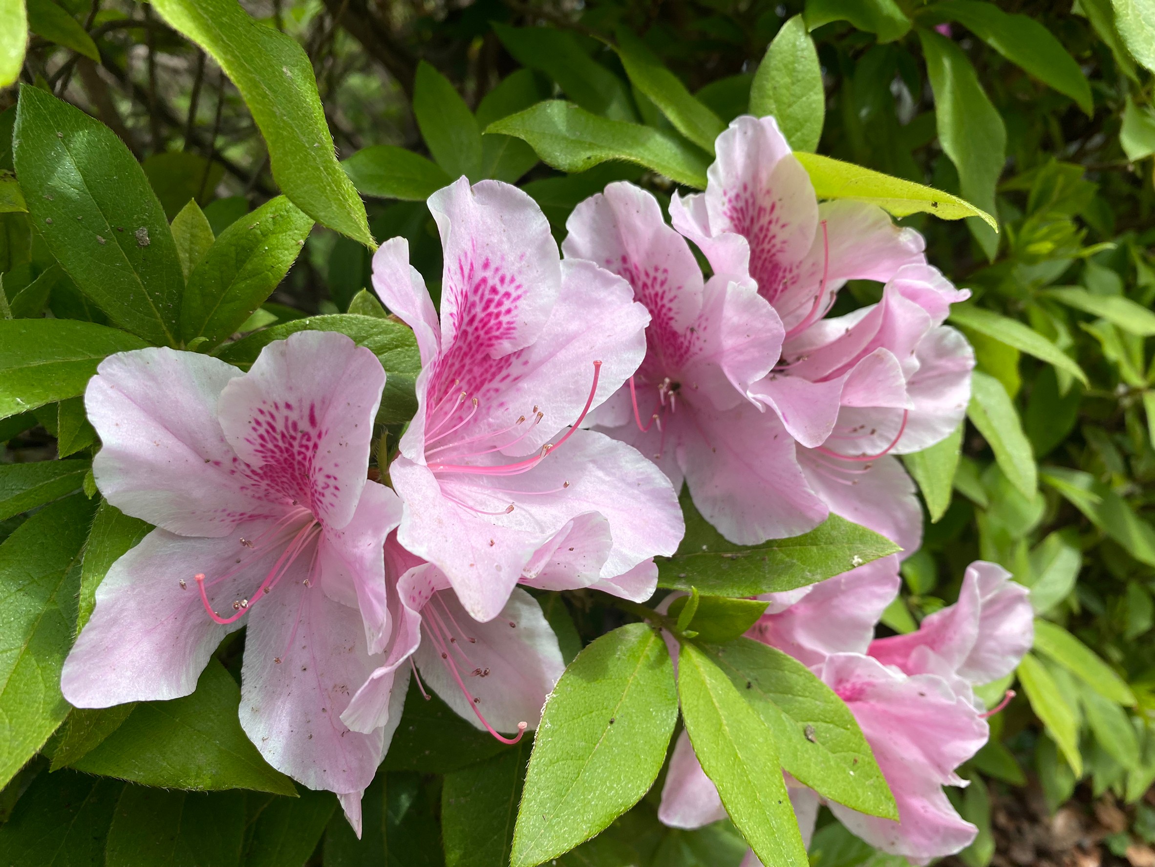 お花見　　第二なぎの木園