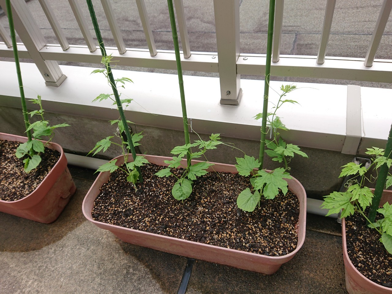 ゴーヤの苗植え♪