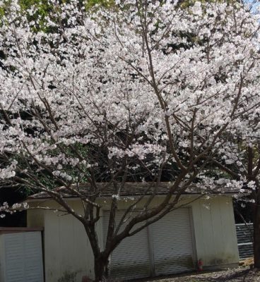 お花見に行ってきました。