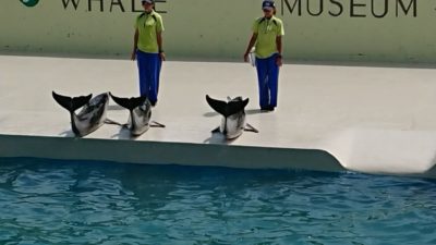 太地町立くじら博物館に行ってきました。