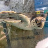ウミガメ公園に行ってきました。(*^-^*)