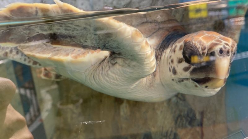 ウミガメ公園に行ってきました。(*^-^*)