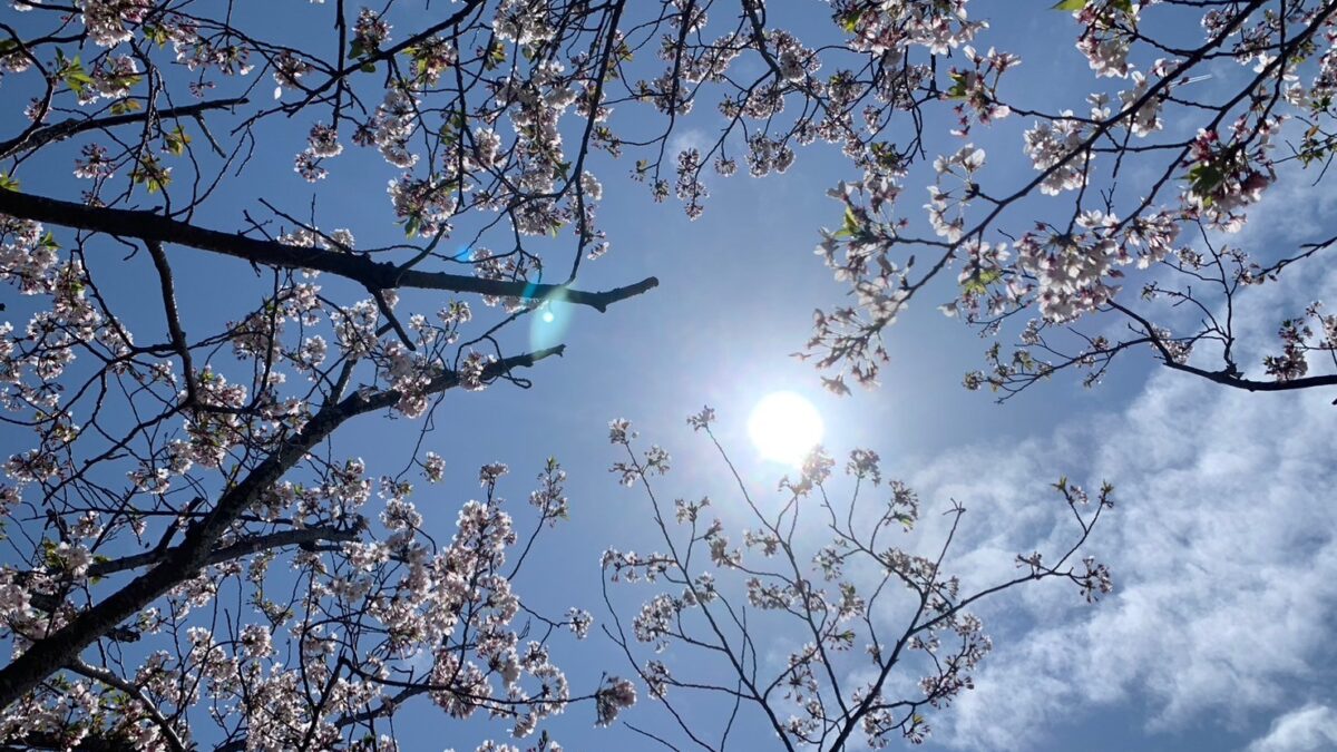 花見に行ってきました🌸