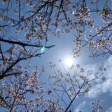 花見に行ってきました🌸