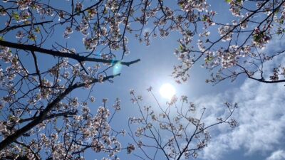 花見に行ってきました🌸